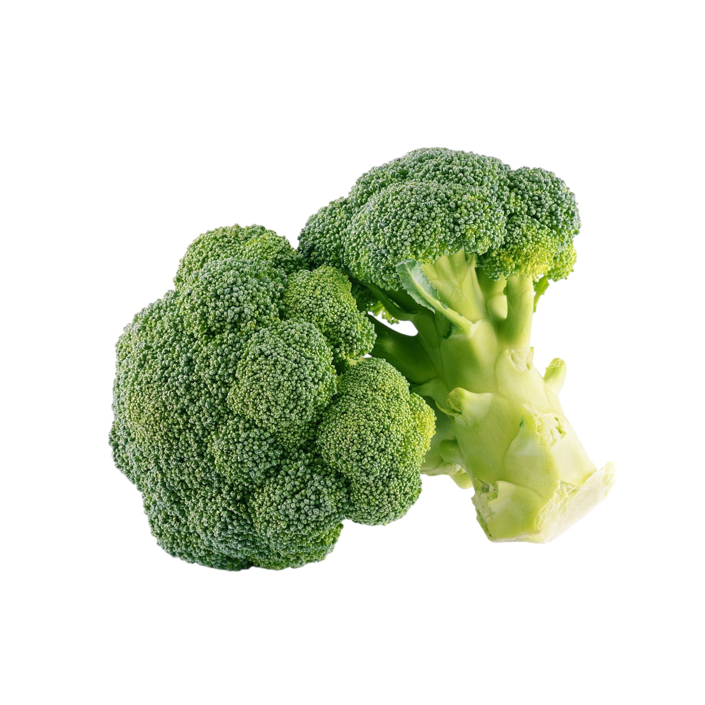 11008 Broccoli Crown