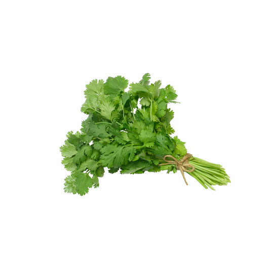 #11029 Cilantro 60ct