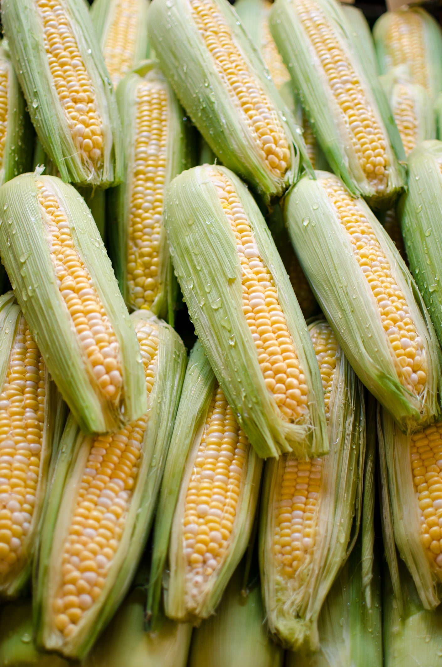 SWEET CORN COBB